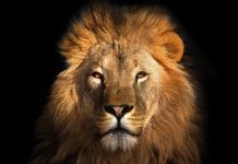 CONTINUA LA CORSA DEL LEONE SUL MERCATO ITALIANO PEUGEOT CHIUDE I PRIMI 9 MESI CON UNA QUOTA A RIDOSSO DEL 6%