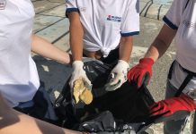 Per ambiente e mare puliti: Suzuki Clean Ocean Project