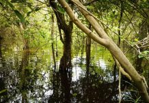 Il Gruppo Volkswagen avvia lo sviluppo di progetti climatici per la compensazione della CO2