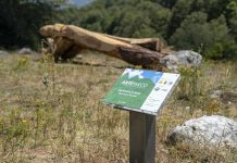 BMW Italia si conferma main partner dell’edizione 2020 di ARTEPARCO